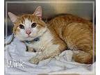 GOLDIE (also see WINK) Domestic Shorthair Young Female