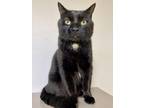 Lime Domestic Shorthair Adult Male