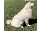 Ranger Great Pyrenees Young Male