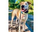 Adopt Ernie-Sweet & Well Trained! a Boxer, Pit Bull Terrier
