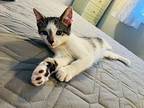 Gaston Domestic Shorthair Kitten Male