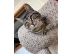 Lance Domestic Shorthair Adult Male