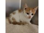 Owen Domestic Shorthair Kitten Male