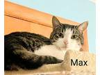 Max Domestic Shorthair Adult Male