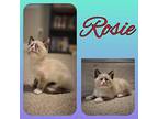 Rosie Domestic Mediumhair Kitten Female