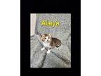Alaiya Domestic Shorthair Kitten Female