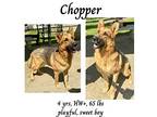 Chopper German Shepherd Dog Adult Male