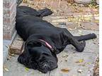 Odin Neapolitan Mastiff Young Male