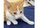 Flame Domestic Shorthair Kitten Male
