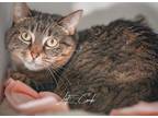 Lyra Domestic Shorthair Senior Female