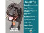 Adopt Fred a Labrador Retriever, Standard Poodle