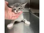 Maurice Domestic Shorthair Kitten Male