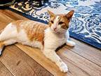 Q*bert Domestic Shorthair Adult Male