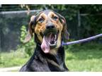 Ike Boone Hound (Unknown Type) Adult Male