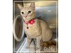 WINK (also see GOLDIE) Domestic Shorthair Young Male
