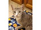 Bowie Domestic Shorthair Young Male