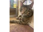 Mrs. Potts- I AM AT PetSmart Framingham Domestic Shorthair Young Female