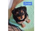 Zindel $600 Yorkie, Yorkshire Terrier Puppy Male