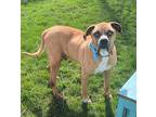 Roscoe Boxer Adult Male