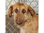 Copper Terrier (Unknown Type, Medium) Young Male