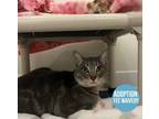 Meatloaf Domestic Shorthair Adult Male