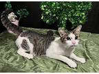 Star Domestic Shorthair Young Female