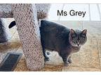 Miss Grey Domestic Shorthair Senior Female