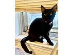 Dolly Domestic Shorthair Young Female
