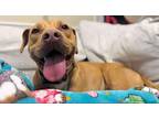 Lava Girl American Pit Bull Terrier Young Female