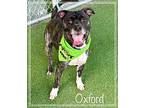 OXFORD (also see KING&FRITTER) American Bulldog Adult Male