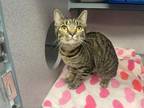 May Domestic Shorthair Adult Female