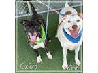 KING (also see OXFORD&FRITTER) American Bulldog Adult Male