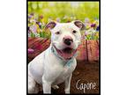 Capone Mixed Breed (Large) Adult Male