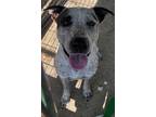 Hank Australian Cattle Dog Adult Male