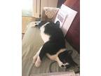 Checkers Domestic Shorthair Young Male