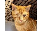 Seaweed Domestic Shorthair Adult Male