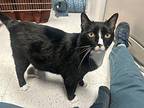 Tuxie Domestic Shorthair Adult Male