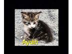 Aydin Domestic Shorthair Kitten Male