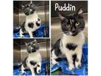 Puddin Domestic Shorthair Adult Female