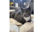 Sterling Domestic Shorthair Adult Male