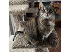 Penny Domestic Shorthair Senior Female