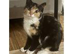 Lavender Domestic Shorthair Young Female