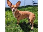 Kay Chihuahua Adult Female