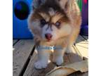 Siberian Husky Puppy for sale in East Tawas, MI, USA
