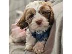 Zuchon Puppy for sale in Akron, CO, USA