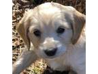 Golden Retriever Puppy for sale in Iron Mountain, MI, USA