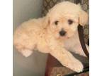 Maltipoo Puppy for sale in Laughlin, NV, USA