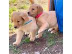 Golden Retriever Puppy for sale in Woodstock, CT, USA