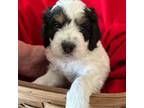 Bernese Mountain Dog Puppy for sale in Mesa, AZ, USA