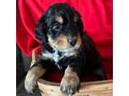 Bernese Mountain Dog Puppy for sale in Mesa, AZ, USA